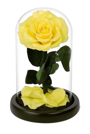 Everlasting Rose Yellow