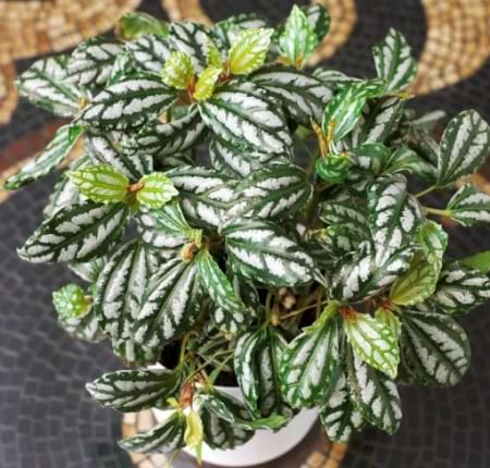 Pilea Houseplant