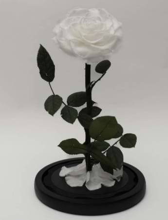 Everlasting Rose White