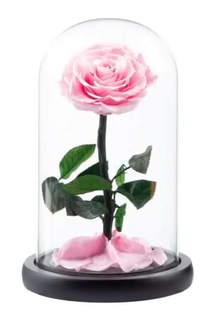 Everlasting Rose Pink