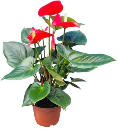 Red Anthurium Plant