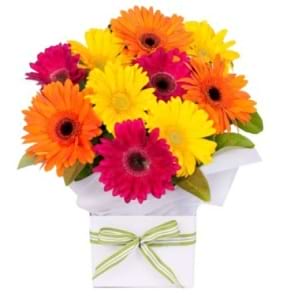 Glorious Gerberas