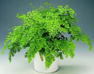 Adiantum Maidenhair Fern