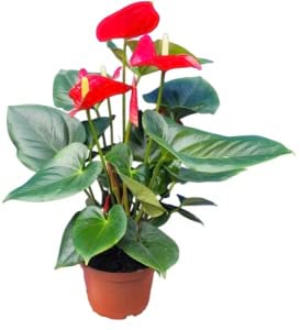 Red Anthurium Plant